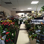 Plants: image 1 0f 10 thumb