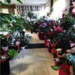 Plants: image 1 0f 10 thumb