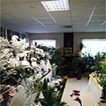 Plants: image 1 0f 10 thumb