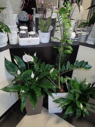 Plants: image 1 0f 10 thumb