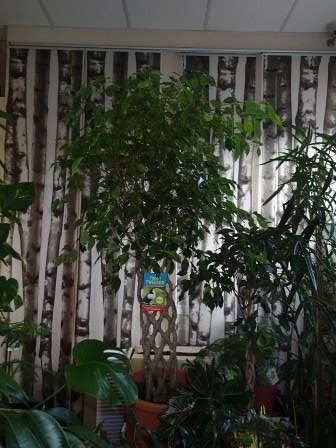 Plants: image 11 0f 20 thumb