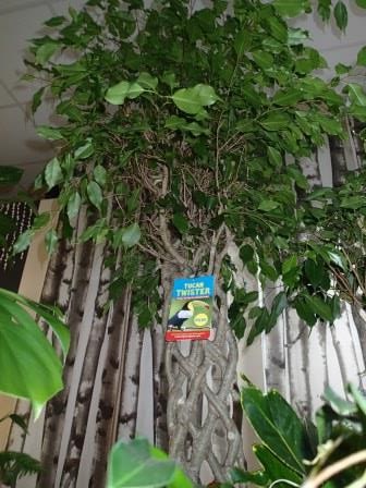 Plants: image 11 0f 20 thumb