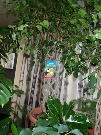Plants: image 11 0f 20 thumb