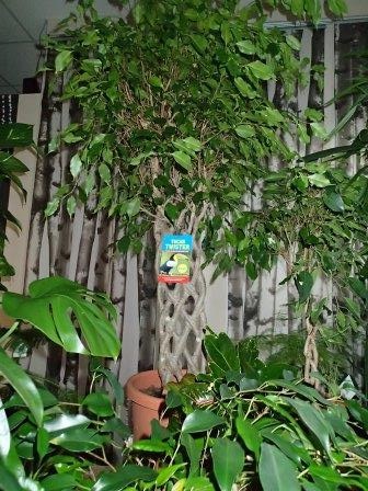Plants: image 11 0f 20 thumb