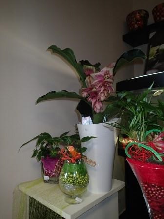 Plants: image 11 0f 20 thumb